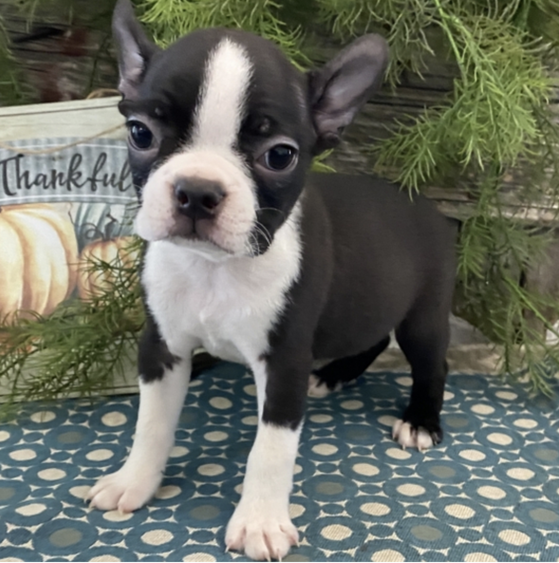 comprar cachorros sanos, baratos y asequibles para la venta